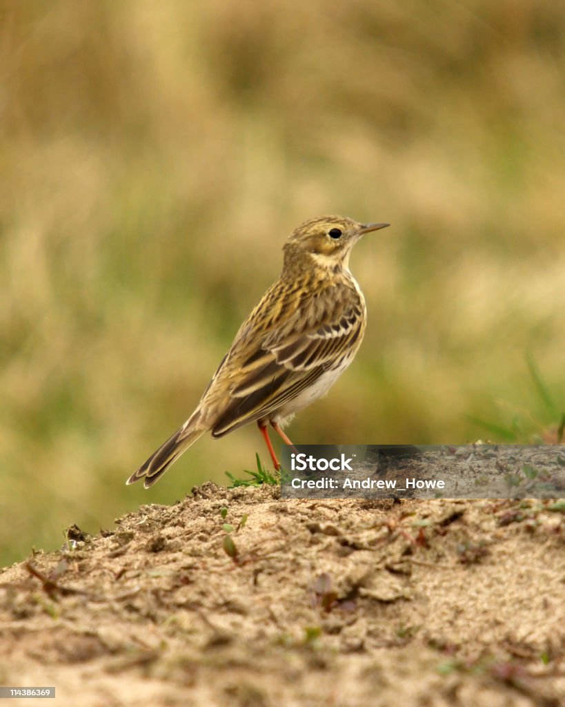 マキバタヒバリ（Anthus pratensis ) - まぶしいのロイヤリティフリーストックフォト