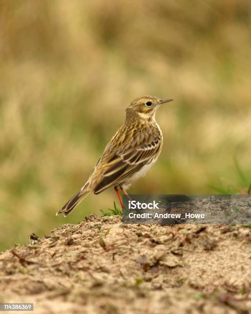 Meadow Pipit - zdjęcia stockowe i więcej obrazów Bez ludzi - Bez ludzi, Brązowy, Europa - Lokalizacja geograficzna