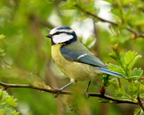 Eurasian blue tit, cyanistes caeruleus, sitting on twig in in spring nature. Colorful bird resting on bough with bloomig flowers. Yellow feathered animal with turquoise head looking form branch.