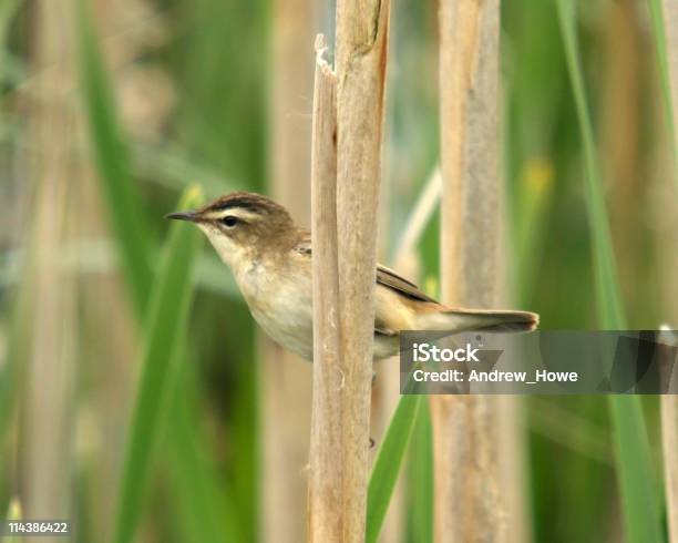 Photo libre de droit de Phragmite Des Joncs banque d'images et plus d'images libres de droit de Phragmite des joncs - Phragmite des joncs, Angleterre, Beauté de la nature