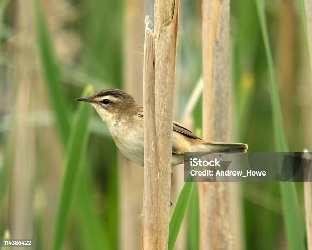 Forapaglie - Fotografie stock e altre immagini di Forapaglie - Forapaglie, Animale selvatico, Appollaiarsi