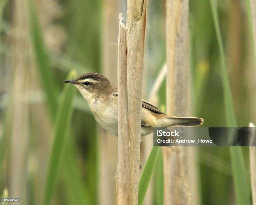 ハシボソヨシキリ（Acrocephalus schoenobaenus ) - ハシボソヨシキリのロイヤリティフリーストックフォト