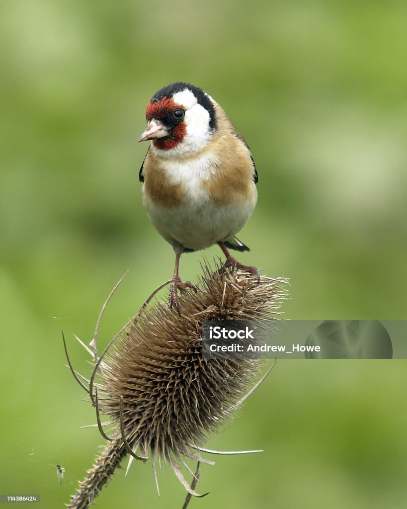 Goldfinch carduelis carduelis (-) - Photo de Chardonneret élégant libre de droits