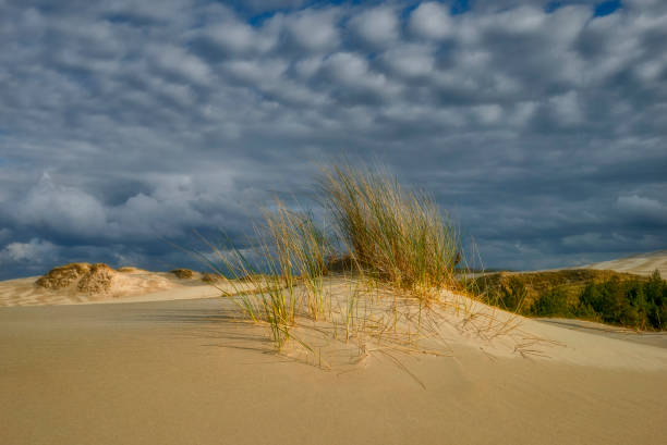 istock Moving sand dunes, Slowinski National Park, Leba, Poland 1143864614