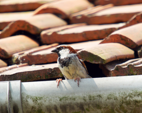 baby sparrow perched on a roof with asbestos tiles, under a pale sky - POA,  SAO PAULO,  BRAZIL