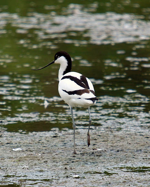 Avocet (Recurvirostra avosetta)  avocet stock pictures, royalty-free photos & images