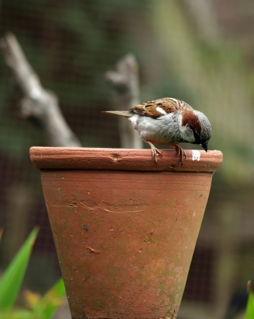 Male Sparrow (Passer italiae), isolated, perched on the table of the terrace of a restaurant to eat the remains of food
