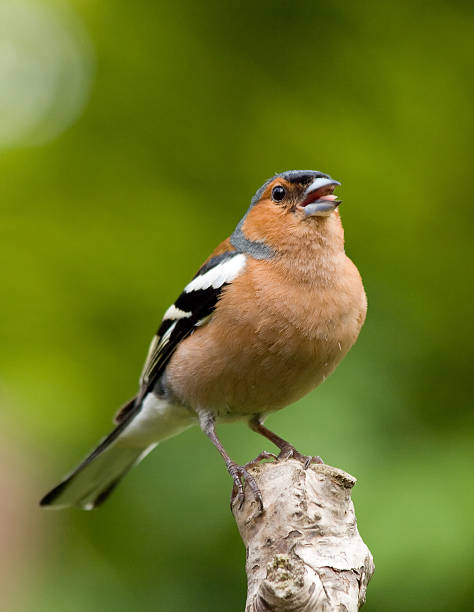 buchfink (fringilla coelebs) singen - chaffinch stock-fotos und bilder