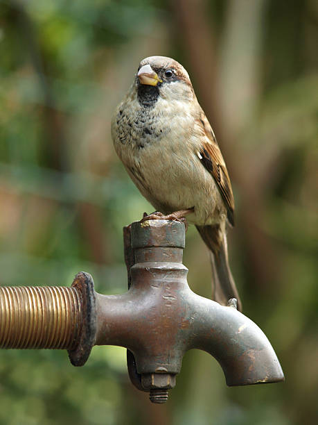 istock House Sparrow on Tap (Passer domesticus) 114386683