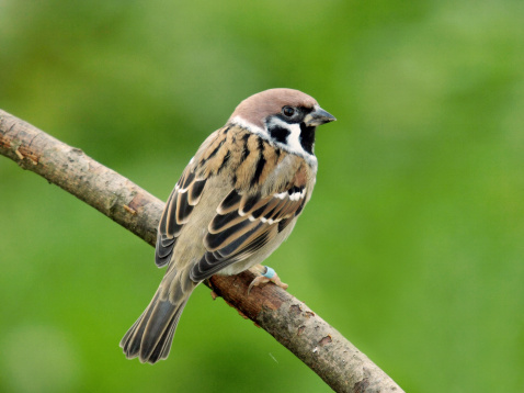 A closeup of a sparrow perched on a thin twig in the rain