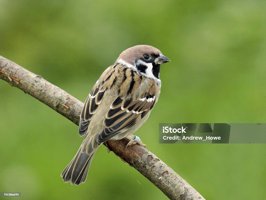 Дерево зонотрихия (въезд montanus) - Стоковые фото Воробьиные роялти-фри