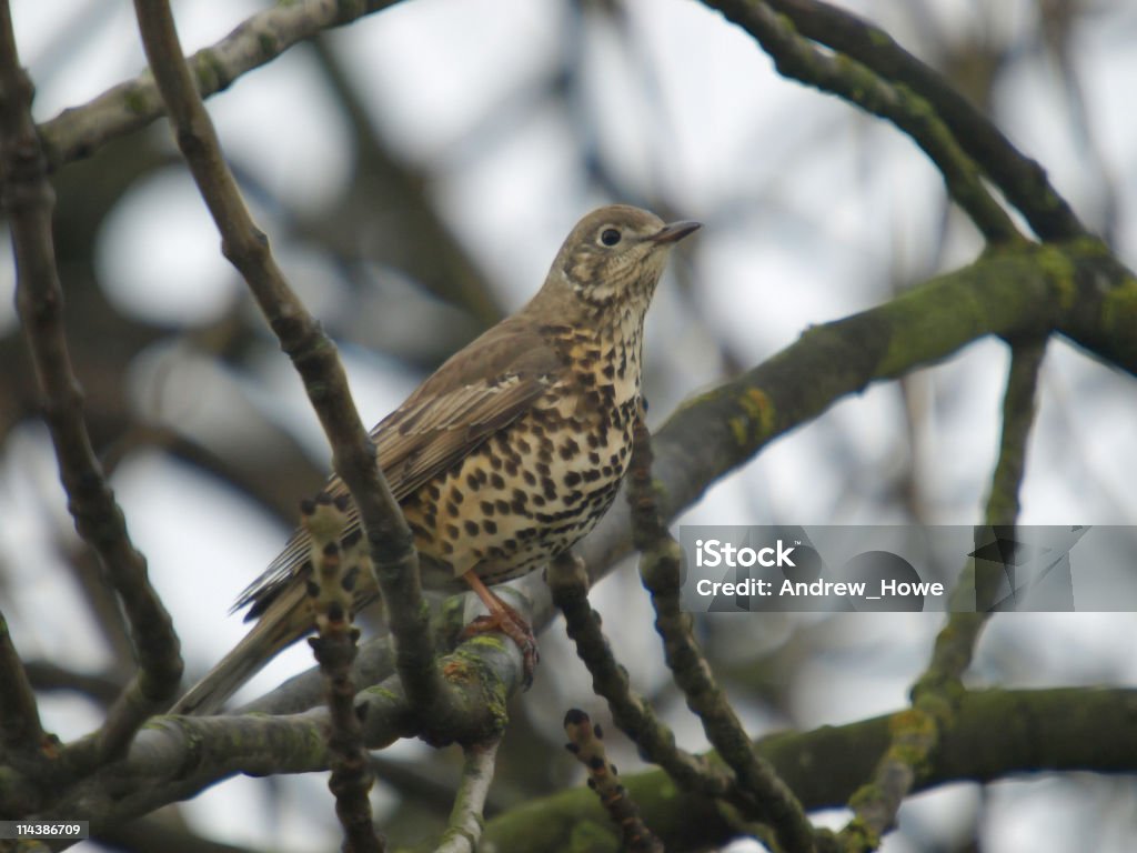 Mistle Singdrossel (Turdus viscivorus) - Lizenzfrei Baum Stock-Foto