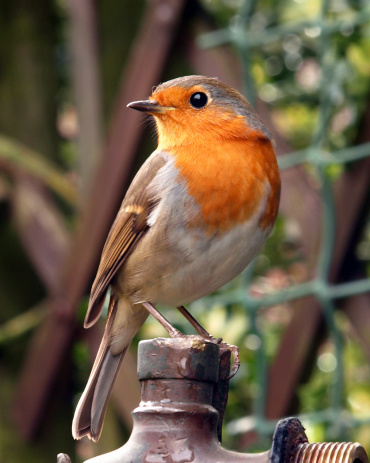 Close up of a robin in winter