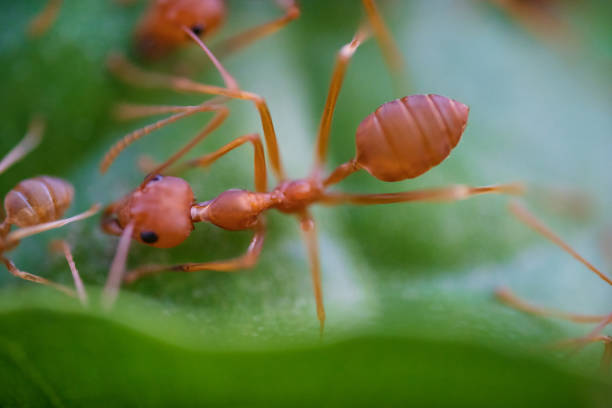 istock Ants macro on green leaves 1143867236