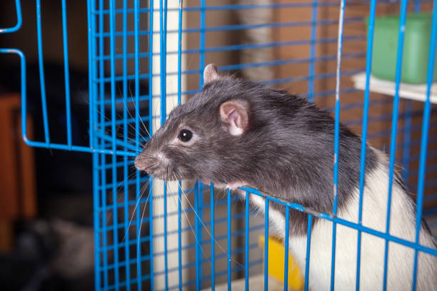 three little baby degu rats in the basket closeup top view on neutral background