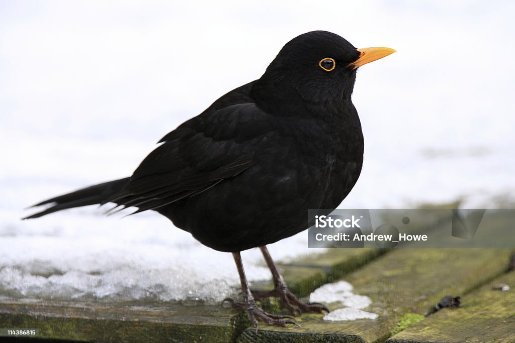 Mirlo (Turdus merula) - Foto de stock de Aire libre libre de derechos