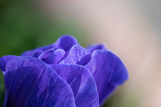 hepatica nobilis flowers in forest