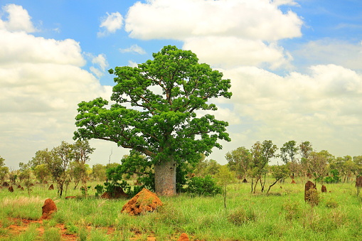 Green Australian outback in the wet season