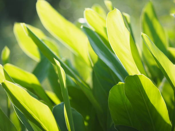 istock Green leaves nature background 1143868781