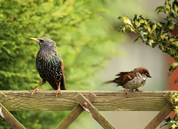 Photo of Starling (Sturnus vulgarus) and House Sparrow (Passer domesticus)