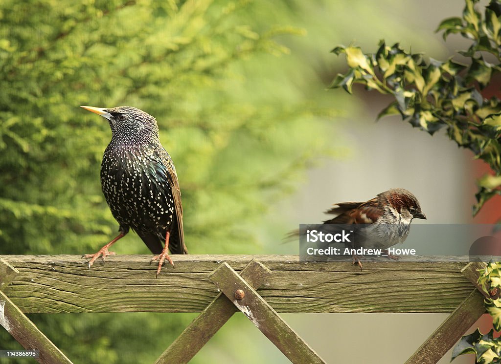Ảnh đẹp: Chim sáo đánh nhau tranh thức ăn