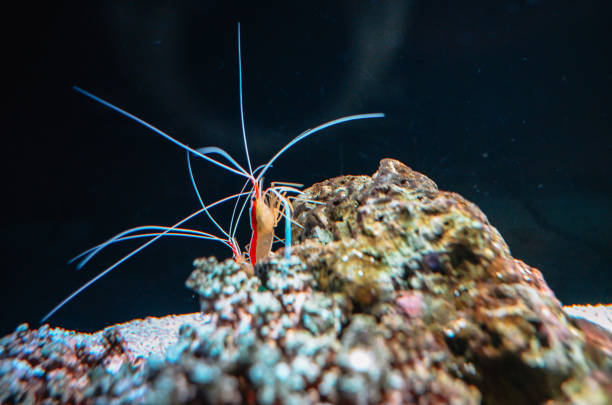 istock Under the sea in Thailand 1143869353