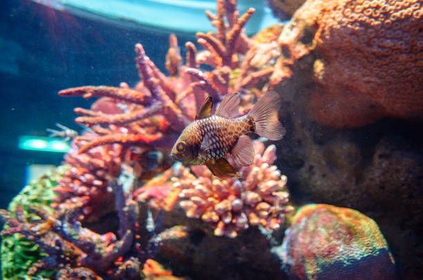 istock Under the sea in Thailand 1143869665
