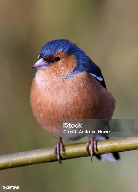 Pinzón Vulgar Foto de stock y más banco de imágenes de Fringilla - Fringilla, Animal macho, Color - Tipo de imagen