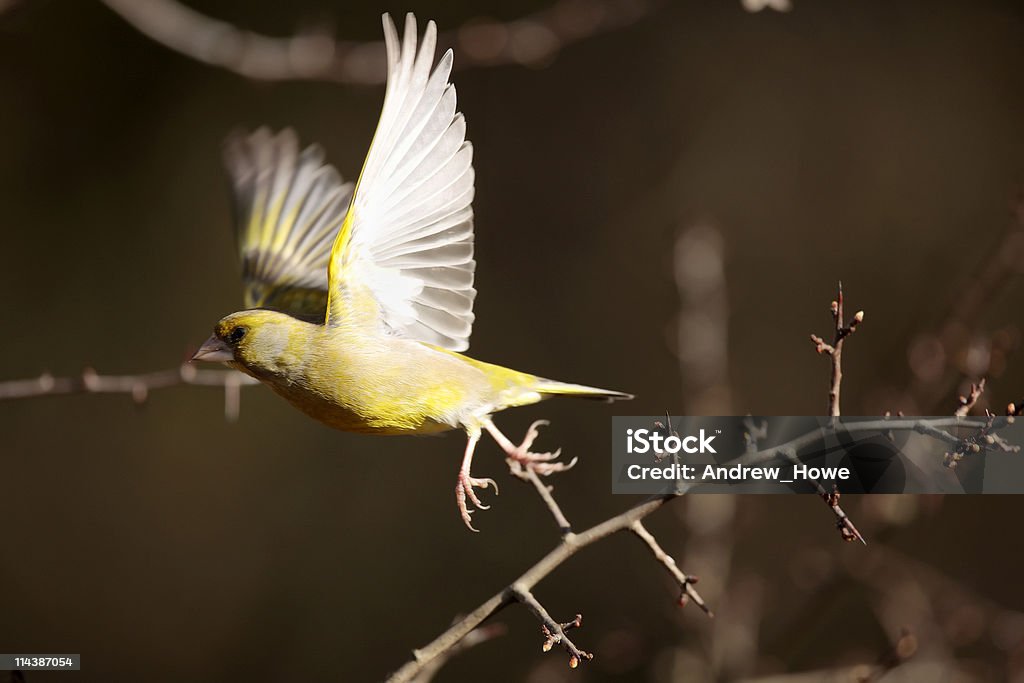 Greenfinch (Carduelis chloris) - 로열티 프리 날기 스톡 사진