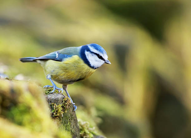 Blue Tit (Parus caeruleus)  british birds stock pictures, royalty-free photos & images