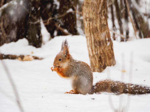 istock Ginger squirrel sits on snow in the winter forest. Curious rodent eating a nut. 1143871082