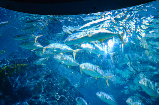 istock Under the sea in Thailand 1143871345