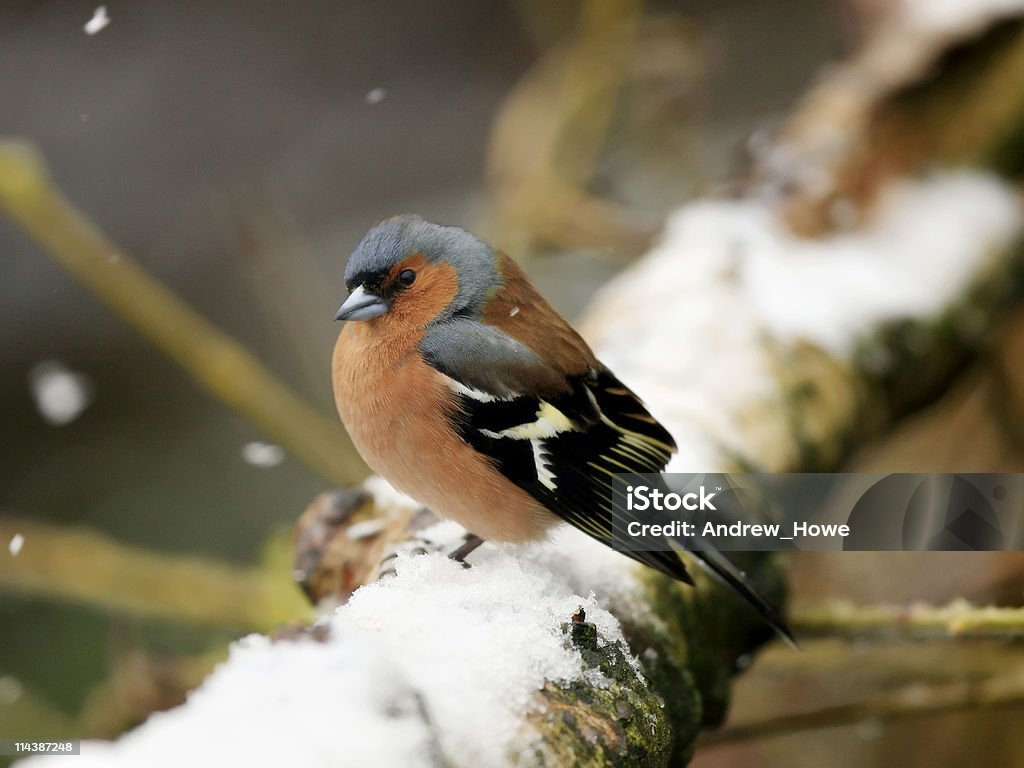 Pinzón vulgar (Fringilla coelebs) - Foto de stock de Fringilla libre de derechos