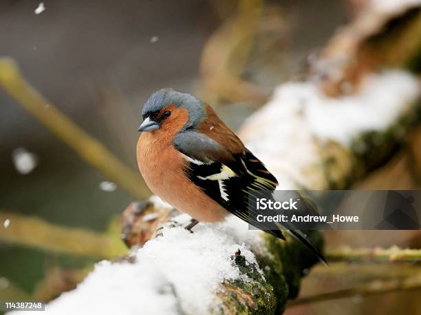 Pinzón Vulgar Foto de stock y más banco de imágenes de Fringilla - Fringilla, Europa - Continente, Invierno