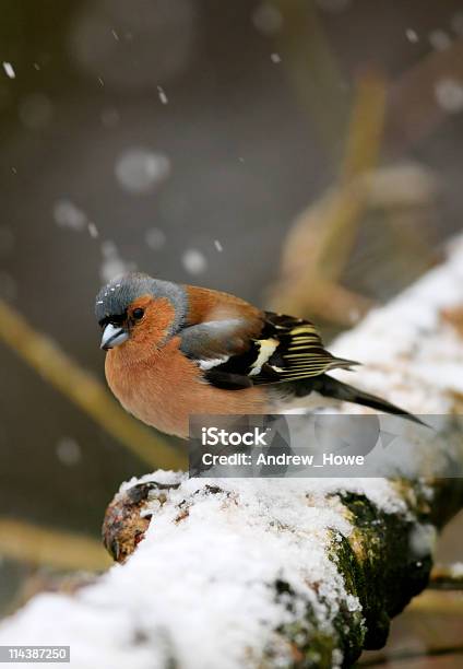 Photo libre de droit de Pinson Des Arbres banque d'images et plus d'images libres de droit de Pinson des arbres - Pinson des arbres, Animal mâle, Bois coupé