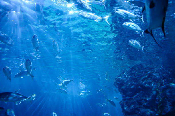istock Under the sea in Thailand 1143872533