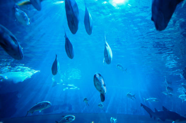 istock Under the sea in Thailand 1143873120