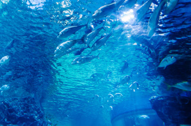 istock Under the sea in Thailand 1143873127