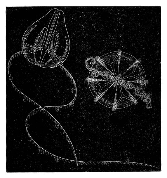 illustrations, cliparts, dessins animés et icônes de hormiphora plumosa - jellyfish cnidarian illustration and painting engraved image