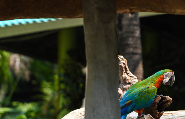 istock colorful macaw birds nature trees 1143874384