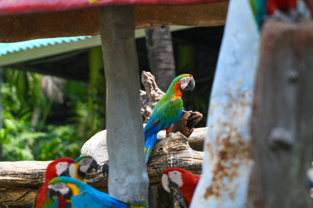 istock colorful macaw birds nature trees 1143874409
