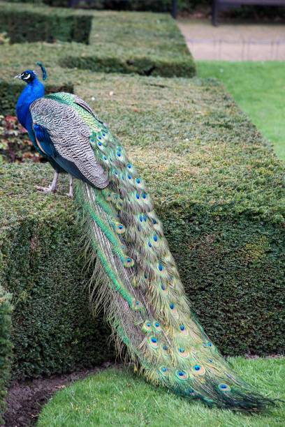 istock Peacock on garden hedge 1143875029