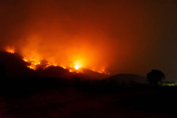 istock Forest fire disater problem.Fire burns trees in the mountain at night. 1143875034