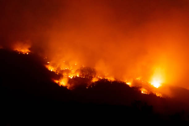 istock Forest fire disater problem.Fire burns trees in the mountain at night. 1143875054