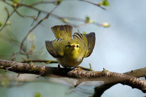 Wood Warbler (Phylloscopus sibilatrix)  wood warbler phylloscopus sibilatrix stock pictures, royalty-free photos & images