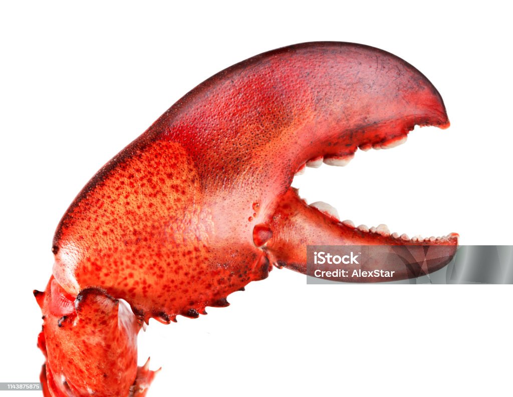 lobsters-claw.jpg?s=1024x1024&w=is&k=20&