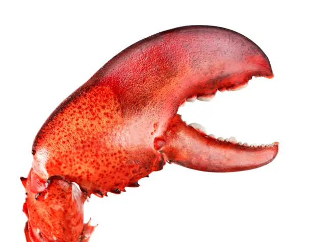 Photo of Lobster's claw