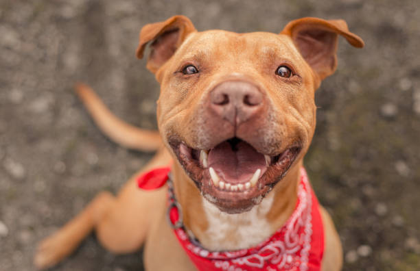 Bubba, a dog photographed for a Northern California animal shelter, finally found his home after spending the better part of a year in a kennel. He is free! Bubba is a brown pit bull or pit bull terrier mix looking up at the camera with a happy smile. panting photos stock pictures, royalty-free photos & images