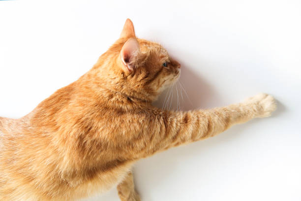 Ginger cat lying on a white table with paw stretched. Cute cat with green eyes. At the veterinarian stock photo