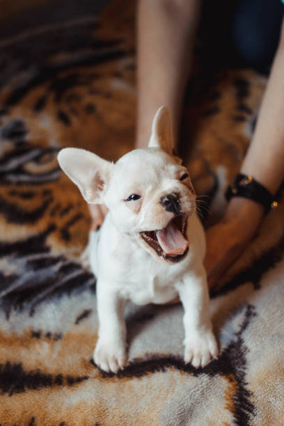 cachorro bostezando - french bulldog fotografías e imágenes de stock